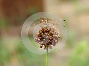 Dragonfly on onion seeds close-up in autumn.