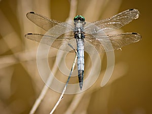 Dragonfly Orthetrum Cancellatum