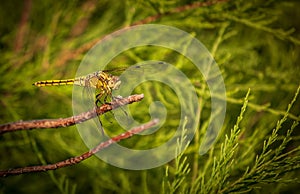 Dragonfly,Orthetrum cancellatum.
