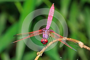 Dragonfly outdoor,beautiful dragonfly .