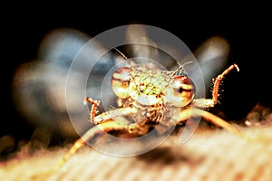 Dragonfly Outdoor Coleoptera Splendens