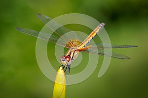 Dragonfly outdoor