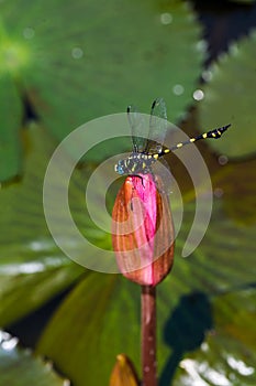 Dragonfly outdoor on pink lotus