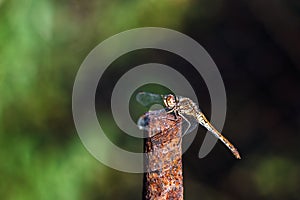 Dragonfly outdoor - selective focus.