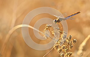 Dragonfly outdoor in summer time