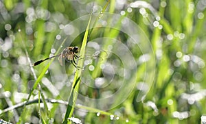 Dragonfly outdoor on wet morning