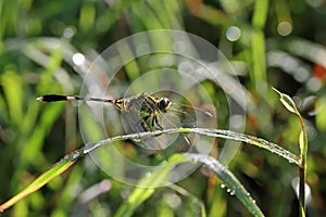 Dragonfly outdoor on wet morning