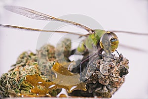 Dragonfly over cannabis buds and shatter isolated over white