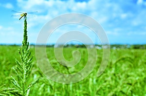 Dragonfly in a paddy field in the Ebro Delta, in Catalonia, Spai