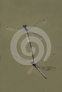 Dragonfly  a pair during mating flying in the field wildlife of Pakistan