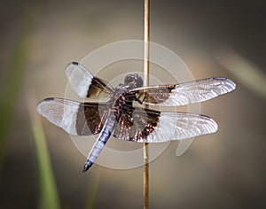 Dragonfly pauses between flights against a blurred background