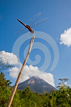 Dragonfly on perch