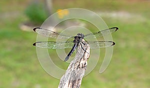 Dragonfly perched atop a wooden branch photo
