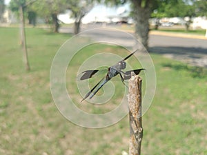 Dragonfly perched on a branch