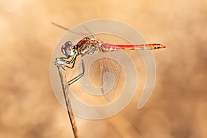 Dragonfly perched on a branch in autumn