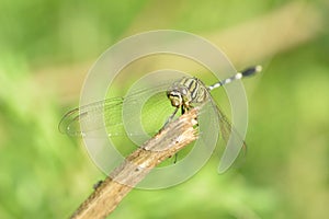 dragonfly perched on a branch