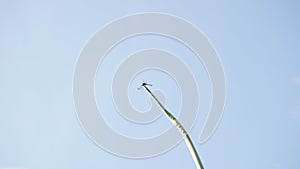 dragonfly perched on a branch with the sky in the background