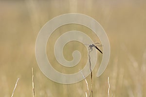 Dragonfly perched on desert grasses in on a sere golden background. photo