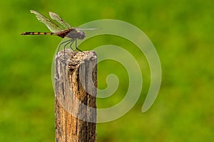 A dragonfly perched on a dry stick.