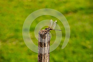 A dragonfly perched on a dry stick.