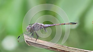 a dragonfly perched on a dry tree branch