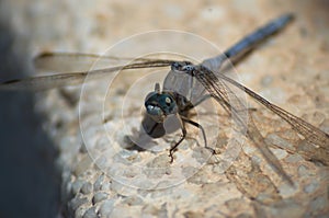 Dragonfly perched on the granite in the foreground photo