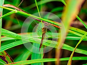 Dragonfly perched on the grass 3