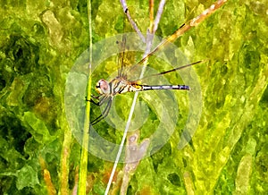 Dragonfly perched on grass water color