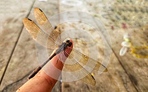 a dragonfly perched in a index finger of asian man with wooden background