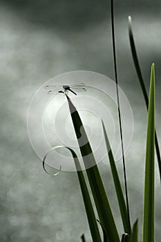 Dragonfly perched on leaf