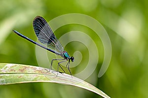 Dragonfly perched on leaf, Arthropod insect in terrestrial plant ecosystem photo