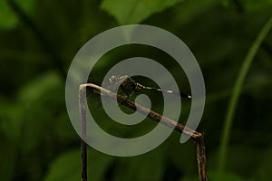 Dragonfly perched on rice stalks and grass