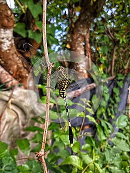 a dragonfly perched on a root plant