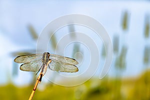 A dragonfly perched on a small branch, against a background of grass, facing the sun