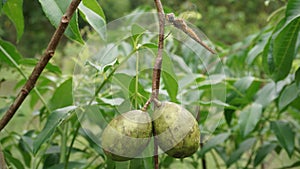 dragonfly perched on the stem of ambarella fruit