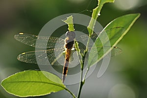 Dragonfly perched on the top of a plant