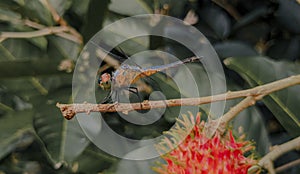 Dragonfly perched on a tree branch