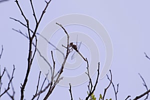 Dragonfly perched on tree branch photo