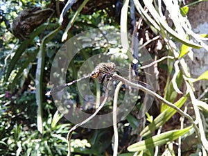 Dragonfly perched on a tree branch