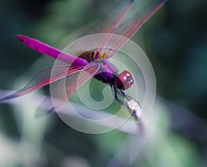 Dragonfly perched on a twig against blurred background of plants