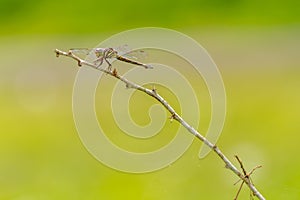 A dragonfly perched on a twig in a meadow, on a warm day