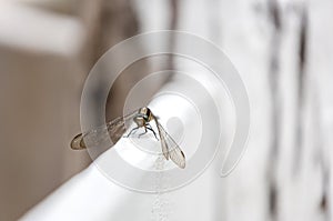 A dragonfly perched on white wooden fence