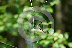 Dragonfly Perched On A Wild Grapevine.