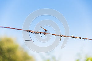 Dragonfly perched on a wire under a blue sky