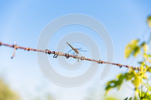 Dragonfly perched on a wire under a blue sky