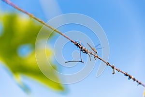 Dragonfly perched on a wire under a blue sky