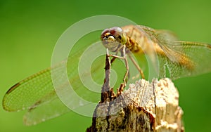 Dragonfly perched on wood