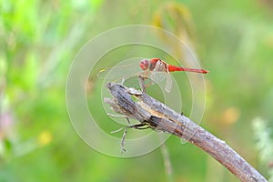 Dragonfly perched on wood