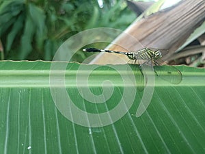 A dragonfly perches and rests on a green banana tree leaf