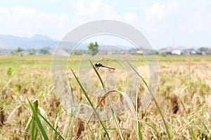 dragonfly perches on the tip of wilting green paddy leaves